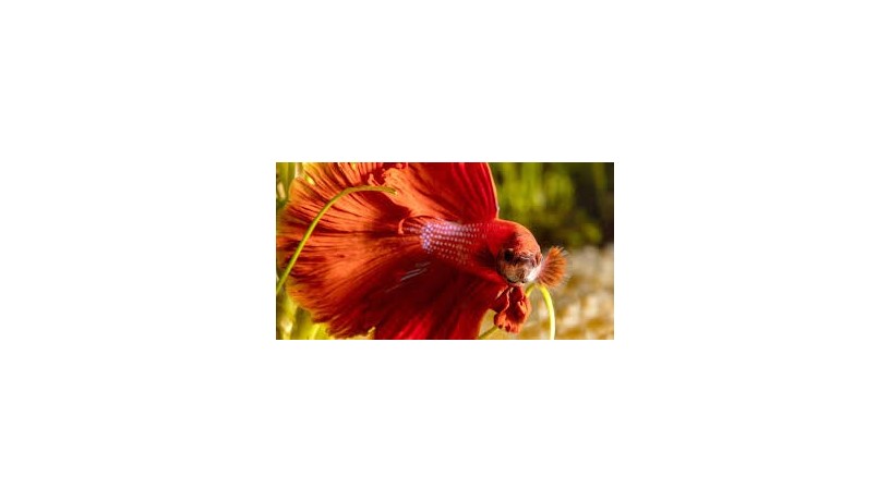 betta-fish-big-0